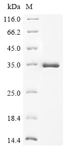 Greater than 90% as determined by SDS-PAGE.