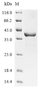 Greater than 85% as determined by SDS-PAGE.