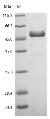 Greater than 90% as determined by SDS-PAGE.