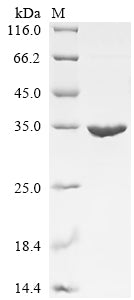 Greater than 90% as determined by SDS-PAGE.