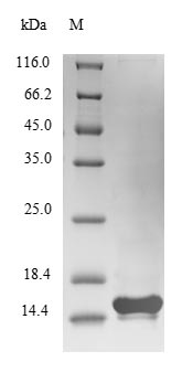 Greater than 90% as determined by SDS-PAGE.