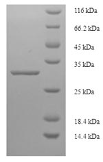 Greater than 90% as determined by SDS-PAGE.