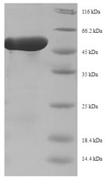 Greater than 90% as determined by SDS-PAGE.