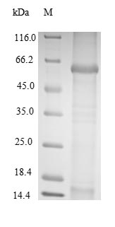 Greater than 85% as determined by SDS-PAGE.