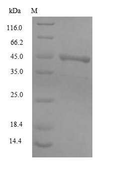 Greater than 85% as determined by SDS-PAGE.