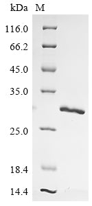 Greater than 85% as determined by SDS-PAGE.