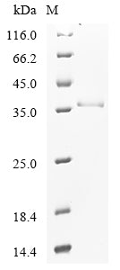 Greater than 90% as determined by SDS-PAGE.