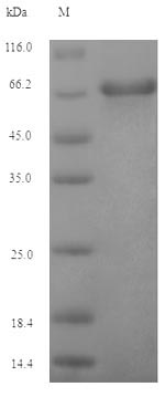 Greater than 90% as determined by SDS-PAGE.