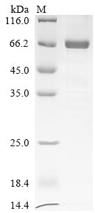 Greater than 85% as determined by SDS-PAGE.