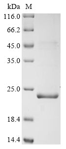 Greater than 90% as determined by SDS-PAGE.