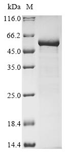 Greater than 85% as determined by SDS-PAGE.