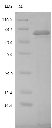 Greater than 85% as determined by SDS-PAGE.