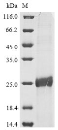 Greater than 90% as determined by SDS-PAGE.