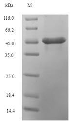 Greater than 90% as determined by SDS-PAGE.