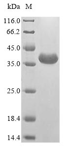 Greater than 85% as determined by SDS-PAGE.