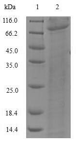 Greater than 90% as determined by SDS-PAGE.