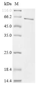 Greater than 90% as determined by SDS-PAGE.