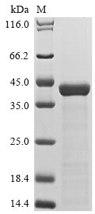 Greater than 85% as determined by SDS-PAGE.