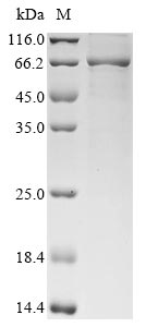 Greater than 85% as determined by SDS-PAGE.