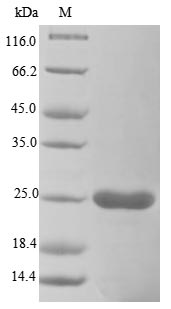 Greater than 85% as determined by SDS-PAGE.