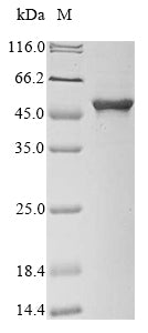 Greater than 85% as determined by SDS-PAGE.