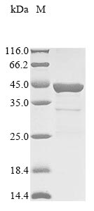 Greater than 85% as determined by SDS-PAGE.