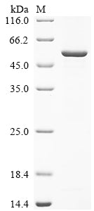 Greater than 90% as determined by SDS-PAGE.