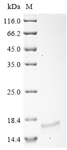 Greater than 90% as determined by SDS-PAGE.