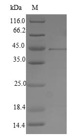 Greater than 90% as determined by SDS-PAGE.