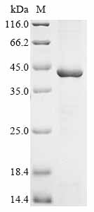 Greater than 85% as determined by SDS-PAGE.