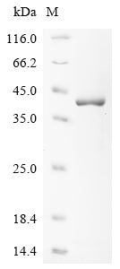 Greater than 85% as determined by SDS-PAGE.