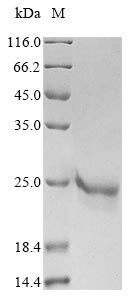 Greater than 90% as determined by SDS-PAGE.