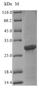 Greater than 90% as determined by SDS-PAGE.