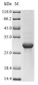 Greater than 85% as determined by SDS-PAGE.