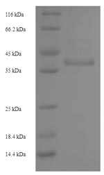 Greater than 90% as determined by SDS-PAGE.