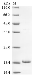 Greater than 90% as determined by SDS-PAGE.