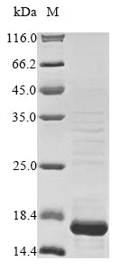 Greater than 85% as determined by SDS-PAGE.