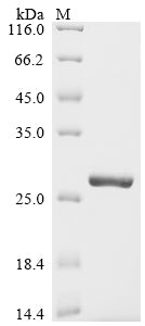 Greater than 90% as determined by SDS-PAGE.