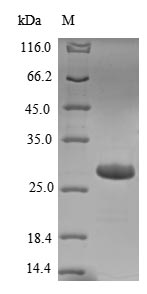 Greater than 85% as determined by SDS-PAGE.