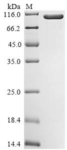 Greater than 85% as determined by SDS-PAGE.