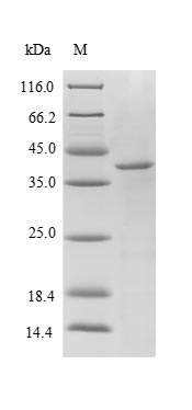 Greater than 85% as determined by SDS-PAGE.