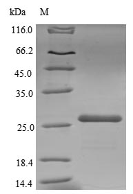 Greater than 85% as determined by SDS-PAGE.