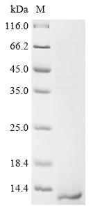 Greater than 85% as determined by SDS-PAGE.