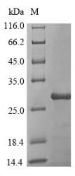 Greater than 85% as determined by SDS-PAGE.