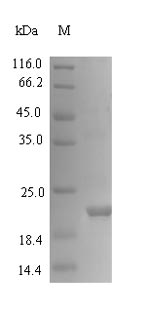 Greater than 90% as determined by SDS-PAGE.