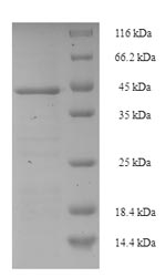 Greater than 90% as determined by SDS-PAGE.