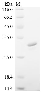 Greater than 90% as determined by SDS-PAGE.