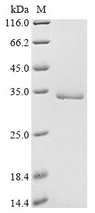 Greater than 90% as determined by SDS-PAGE.