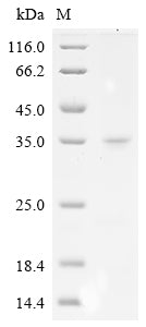 Greater than 90% as determined by SDS-PAGE.