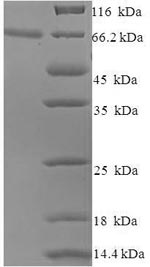 Greater than 90% as determined by SDS-PAGE.